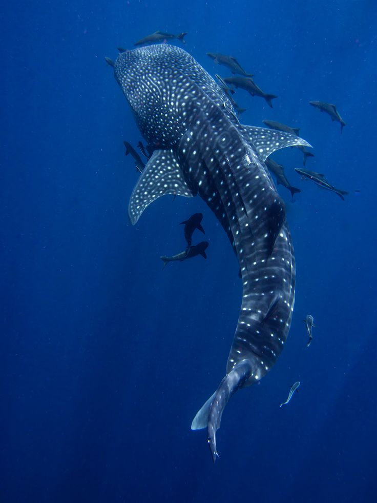 Whale Shark